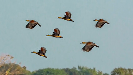 Lesser Whistling-Duck flying in the blue sky
