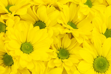 Blooming yellow chrysanthemum flowers background