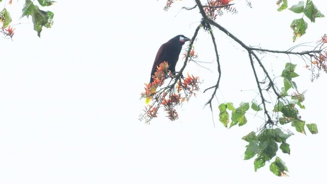 Montezuma oropendola sits on the tree branch in the forest, Costa Rica