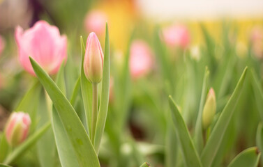  tulips in the park