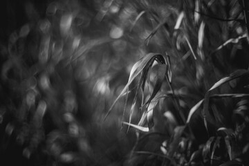 black and white close up of grass - bokeh