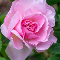 Blooming rose in the garden on a sunny day. Rose The Ancient Mariner