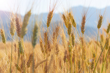natural and adult wheat ears and agricultural production