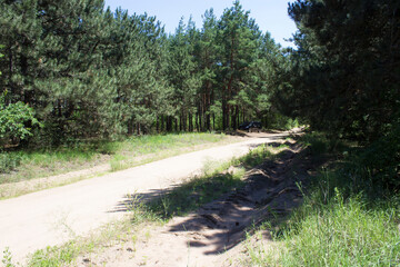 Landscape, forest road, path, forest, park