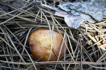 Forest mushrooms, mushroom picking, forest, recreation