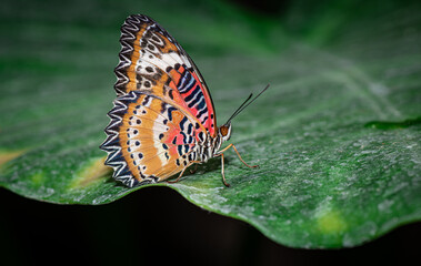 Farfalla