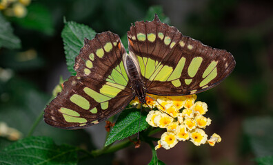 Farfalla