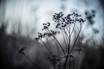 close up of grass - bokeh