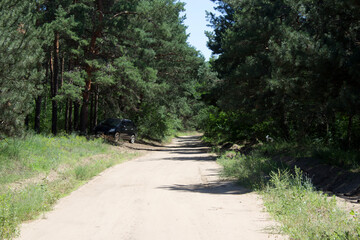 Landscape, forest road, path, forest, park