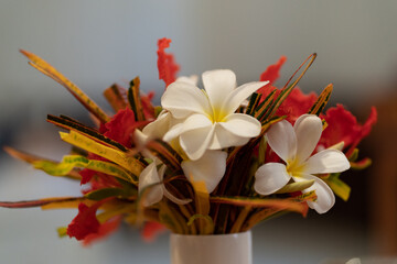 orchid in vase