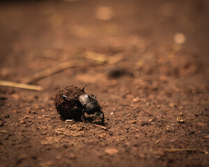 beetle running
