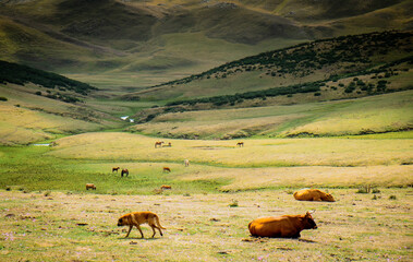 cows grazing in the meadow