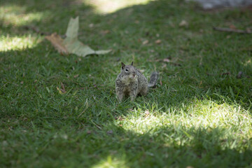 Squirrel