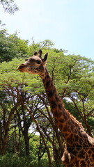 giraffe in the wild