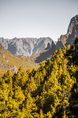 Obraz premium Imagen del bosque de pinos, junto al mirador de La Cumbrecita.