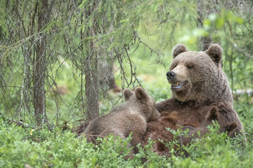 Fototapeta premium Bear mother nursing her cubs in a dense forest in Suomussalmi, Finland