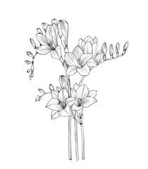Bouquet of freesia. Vector black and white hand drawing art line.