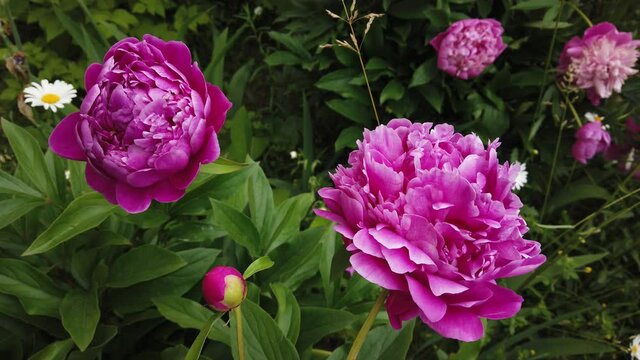 Large pink peonies on a background of grass, swaying in the wind