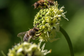 Biene klettert auf einer Blume