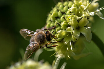 Biene klettert auf einer Blume