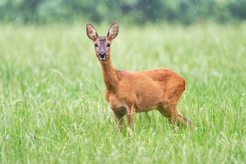 Naklejka na ściany i meble Deer standing in meadow with tall grass in rain.