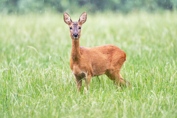 Deer standing in meadow with tall grass in rain.