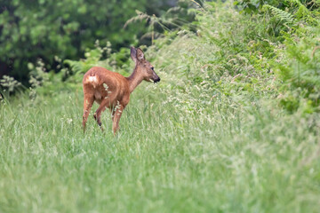 Deer grazing near bushes at edge of a meadow in the rain.