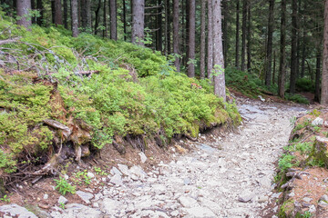 Mountain path landstape in Tatra Mountains, Europe, Poland. Rock path or valley in mountain. Green nature background. Travel concept.