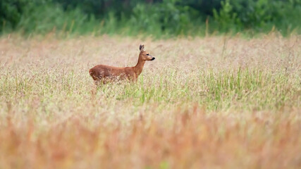 Obraz na płótnie Canvas Deer in field with tall dried grass.