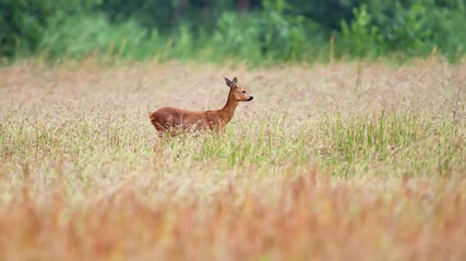 Naklejka na ściany i meble Deer in field with tall dried grass.