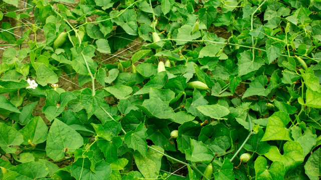 Achocha potol seed plants. The POINTED GOURD (Trichosanthes dioica Roxb.)