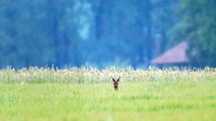A female deer in wheat field in the rain.
