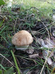 mushroom in the grass