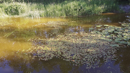 Small pond aquatic plants. Gardens with pond during spring season.