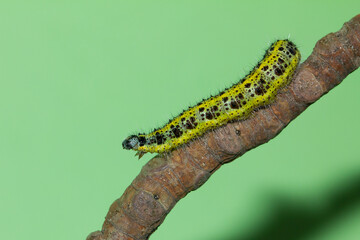  Oruga blanca de la col (Pieris brassicae), sobre la rama con fondo verde.