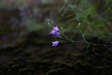Close up of delicate blue purple colored bluebells (Hyacinthoides) in green grass in April, spring        