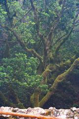 Obraz premium Arbol Garoé, según la leyenda los lugareños venían a recoger agua a este fantástico lugar de la isla del Hierro.