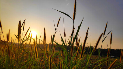 Naklejka premium Rice field. Closeup of yellow paddy rice field with golden sun rising 