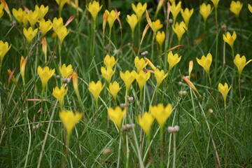 Obraz premium Yellow flowers