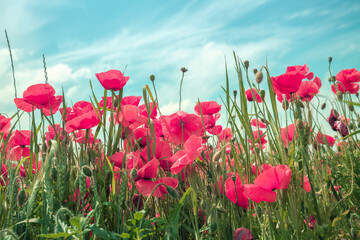 Blossoming Poppies (papaver) field. Wild poppies against blue sky. Flower nature background