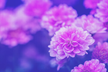 Blooming chrysanthemum flowers in a garden. Blue nature background. Pink purple nature flower background.