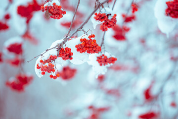 Branches with bunches of rowan covered with rime. Winter nature background