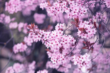 Vintage blossoming sakura tree. Spring nature backround