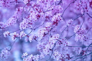 Vintage blossoming sakura tree. Spring nature backround
