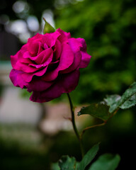 pink rose in garden