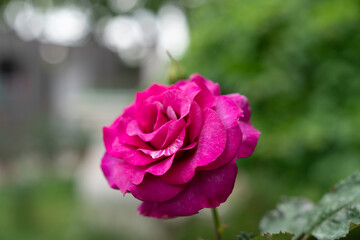 pink rose flower