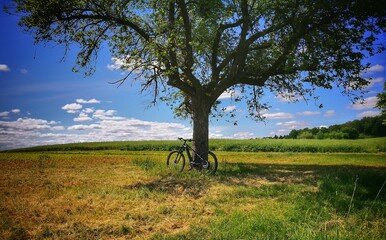Fahhrad - Baum - E-Bike