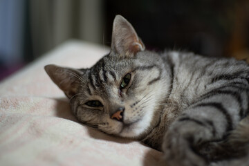 眠いにゃ　　　サバトラ猫