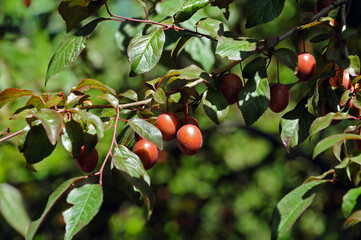 ripe pissardi plum fruit on a tree branch on a background of green leaves