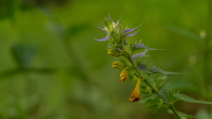 incredible colorful plant growing in the forest